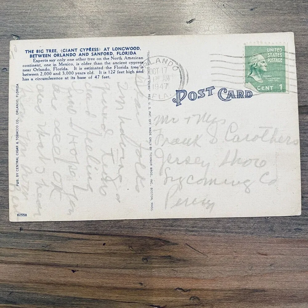 1940s Vintage Postcard Nature Big Cypress Tree Orlando Sanford Longwood Florida